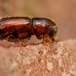 Orthotomicus laricis