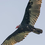 The turkey vulture (Cathartes aura) Aura tinosa