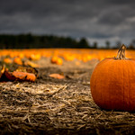 A Forest of Pumpkins