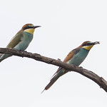 Bee eater