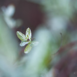 In My Parents Garden