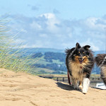The sand covering Shelties