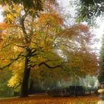 Autumn Dream - Dordrecht 2015