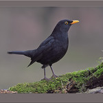 Mr Blackbird