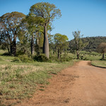 Queensland Bottle Tree Stand
