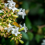 Fiery Skipper Butterfly