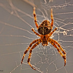garden spider.