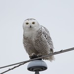 Snowy Owl