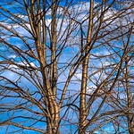 Winter is coming...To Ottawa