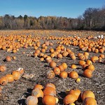 A frozen feast for the field dwellers