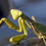 Praying Mantis #03