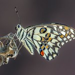 Lime Butterfly