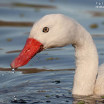 - CISNE COSCOROBA - Toma de caceria on the RECS.!