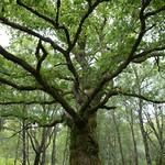 Skotsko 2015, Strontian, Ariundle Oakwoods