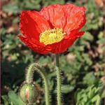 Poppy flower