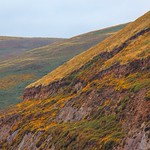 Dingle Peninsula: south coast cliffs, gorse