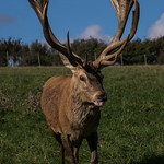 Deer RESCUE centre28