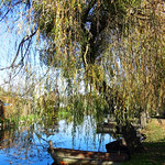 Barque & weeping willow
