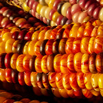 indian corn