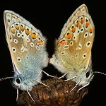 Common Blue - Polyommatus icarus (Mating) 170815 (4)