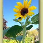 Oh ... wind blow me away ! /Von Winde verweht ! 😝