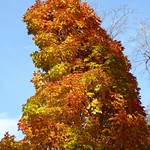 Wheaton, IL, Lake Herrick Forest Preserve, Fall, Flaming Maple Tree