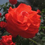 Rosa
