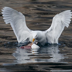 Glaucuos Gull (Vittrut)