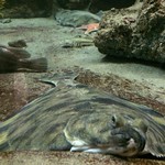 Flounder