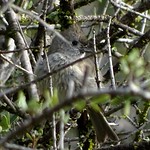 Oak Titmouse--Baeolophus inornatus