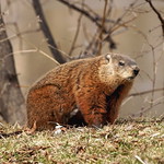 Groundhog-Marmot