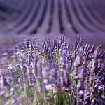 explosi&oacute;n arom&aacute;tica