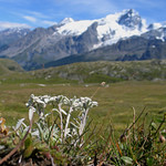 Leontopodium alpinum (Edelweiss)