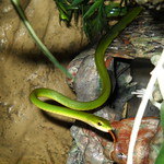 rough green snake