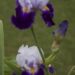 blue iris