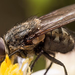 Close up Portrait of House Fly Extracting Pollen from White Aster Flower