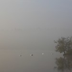 foggy swanisland