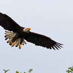 IMG_9941 Bald Eagle Approach