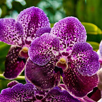 Vanda orchid