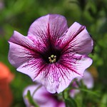 A Pleasant Purple Petunia