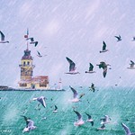 Wintertime Maiden's Tower and Seagulls