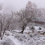 Court of the Patriarch - Zion National Park