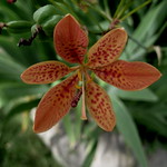 Tiger Lily