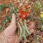 Fabaceae>Swainsona formosa Sturt's Desert Pea DSCF4369