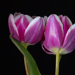 Two tulips