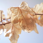 Dry leaf
