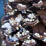 cold pinecone with seeds