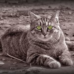 The Cat that Adopted Us