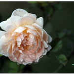 Ambridge Rose