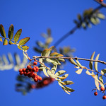 Eberesche / Vogelbeere